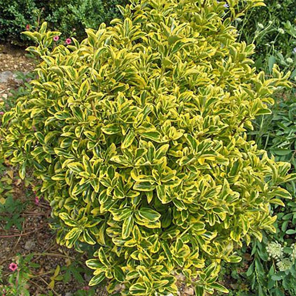 Euonymus japonicus Aureomarginatus - Japanse kardinaalsmuts