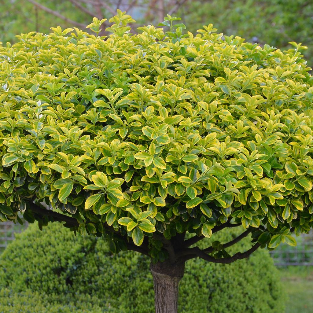 Euonymus japonicus Aureomarginatus - Japanse kardinaalsmuts