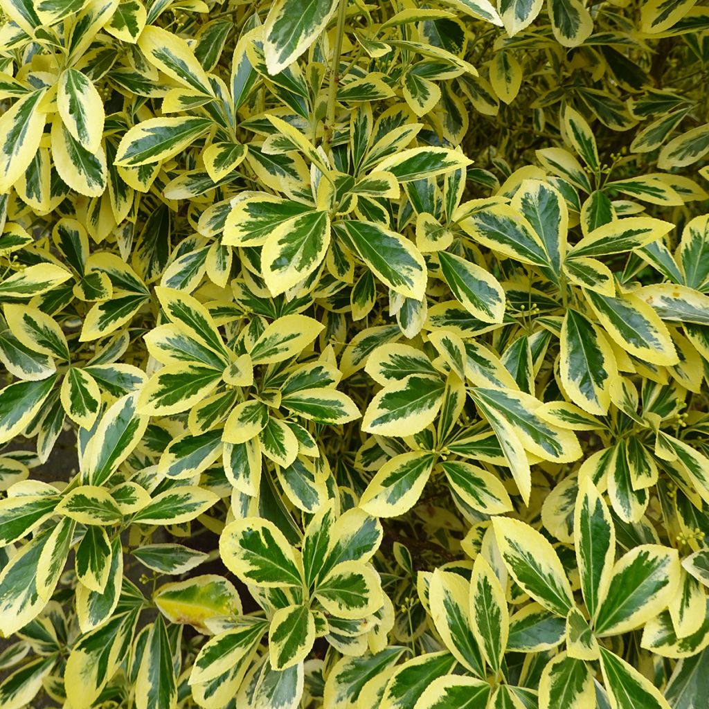 Euonymus japonicus Aureomarginatus - Japanse kardinaalsmuts