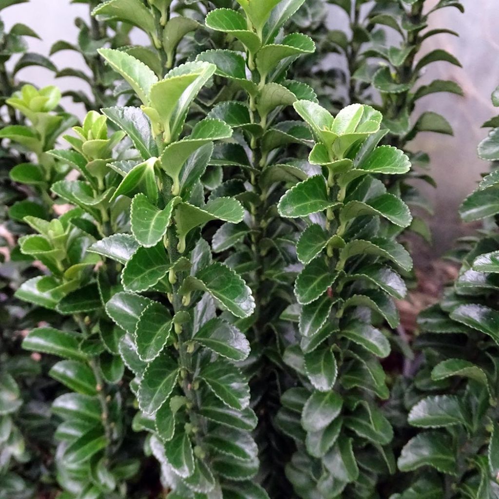 Euonymus japonicus Benkomasaki - Japanse kardinaalsmuts