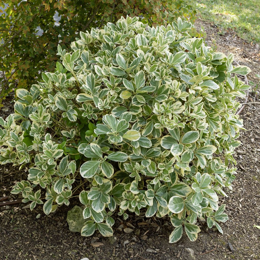 Euonymus japonicus Bravo - Japanse kardinaalsmuts