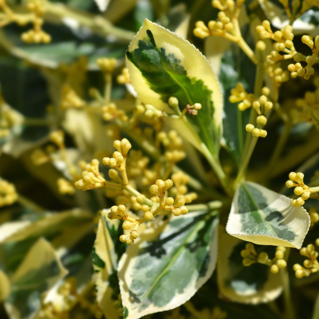 Euonymus japonicus Bravo - Japanse kardinaalsmuts