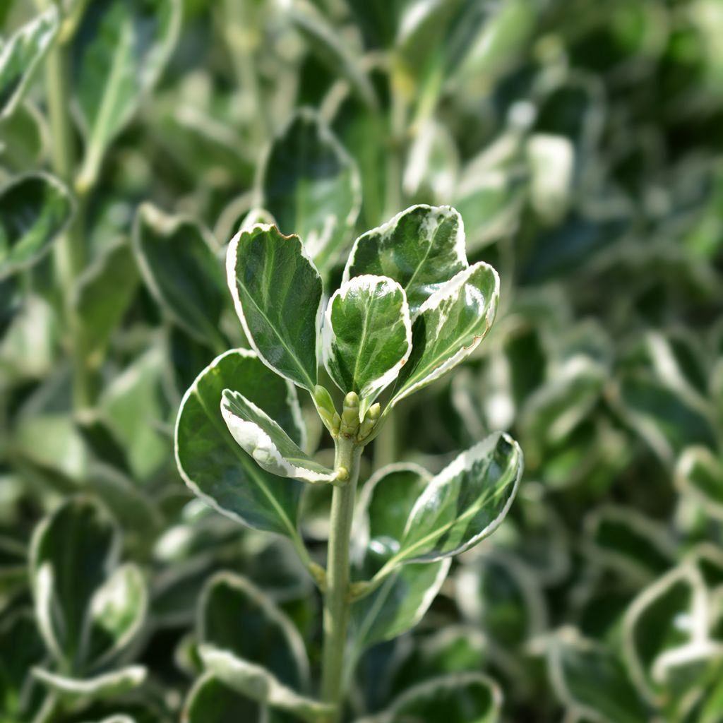 Euonymus japonicus Bravo - Japanse kardinaalsmuts