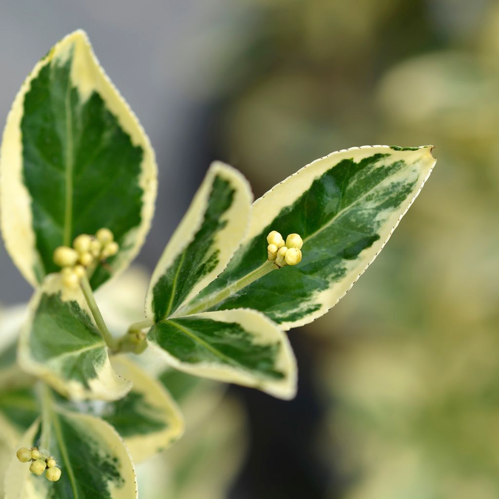 Euonymus japonicus Bravo - Japanse kardinaalsmuts