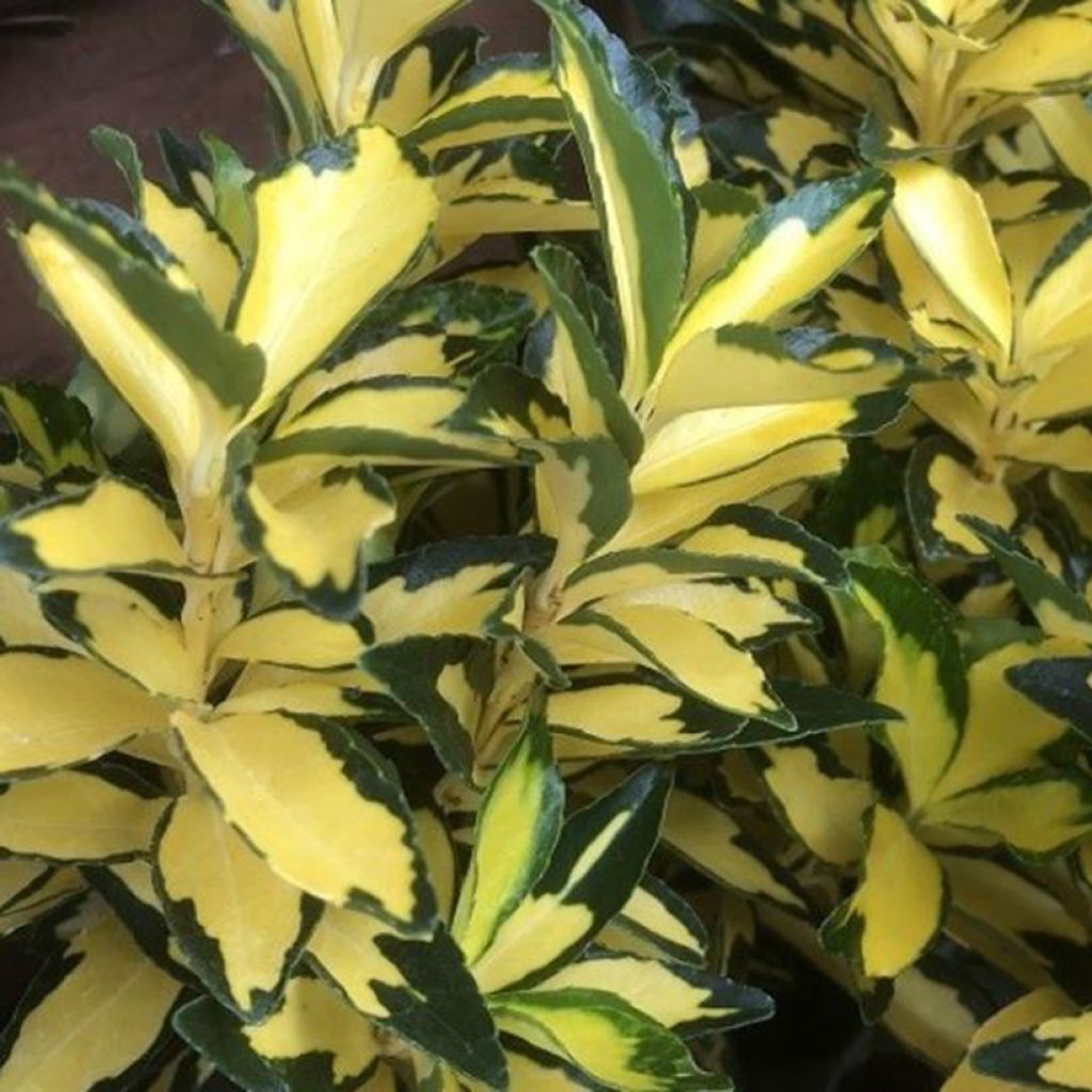 Euonymus japonicus Exstase - Japanse kardinaalsmuts