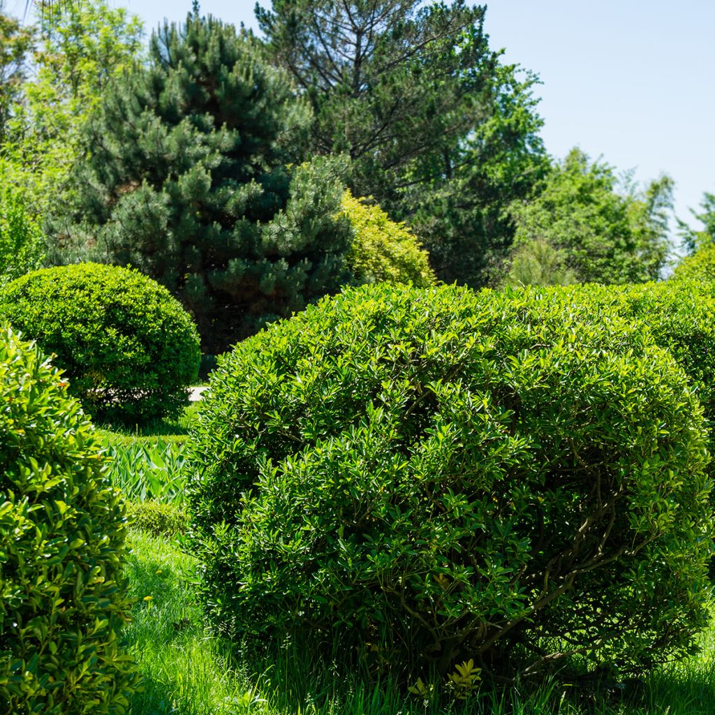 Euonymus japonicus - Japanse kardinaalsmuts