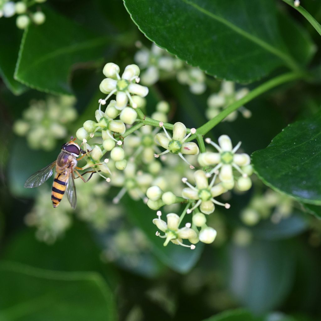 Euonymus japonicus - Japanse kardinaalsmuts