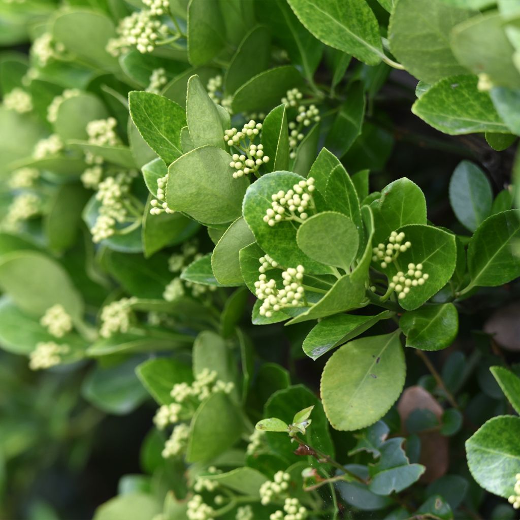 Euonymus japonicus - Japanse kardinaalsmuts