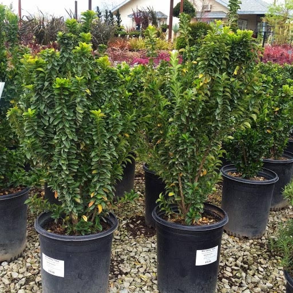 Euonymus japonicus Green Spire - Japanse kardinaalsmuts