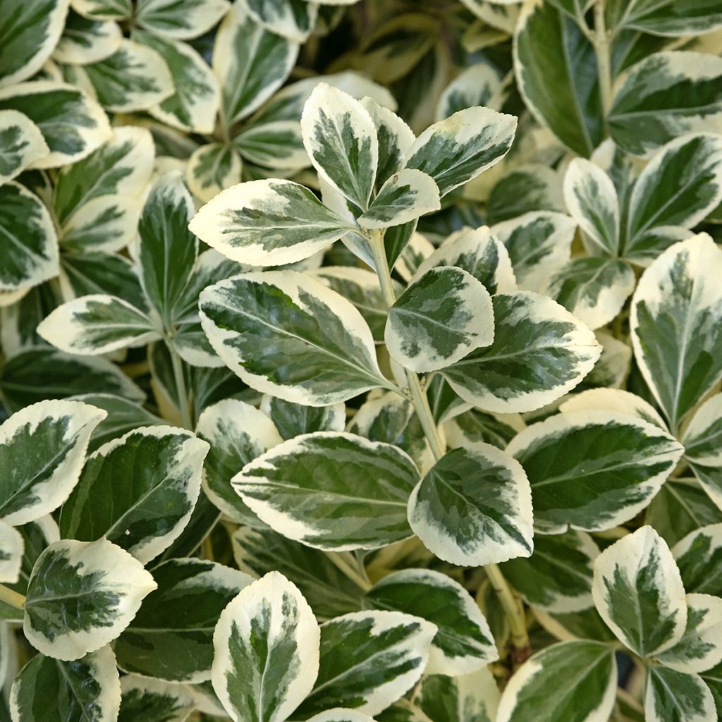 Euonymus japonicus Kathy - Japanse kardinaalsmuts