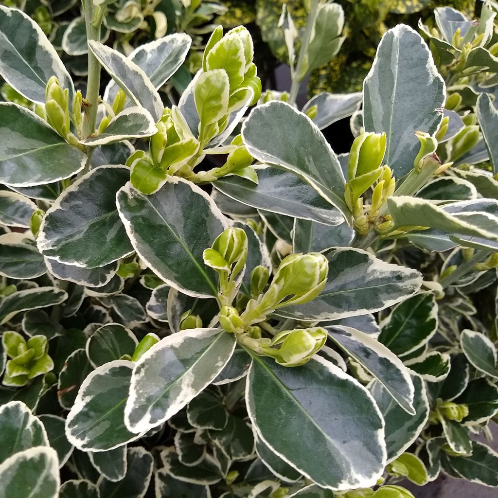 Euonymus japonicus Kathy - Japanse kardinaalsmuts