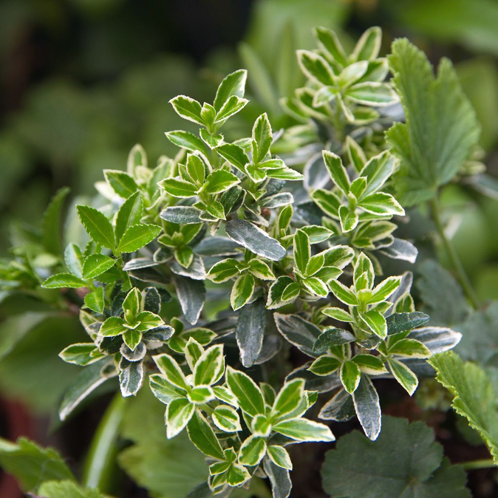 Euonymus japonicus Microphyllus Albovariegatus - Japanse kardinaalsmuts
