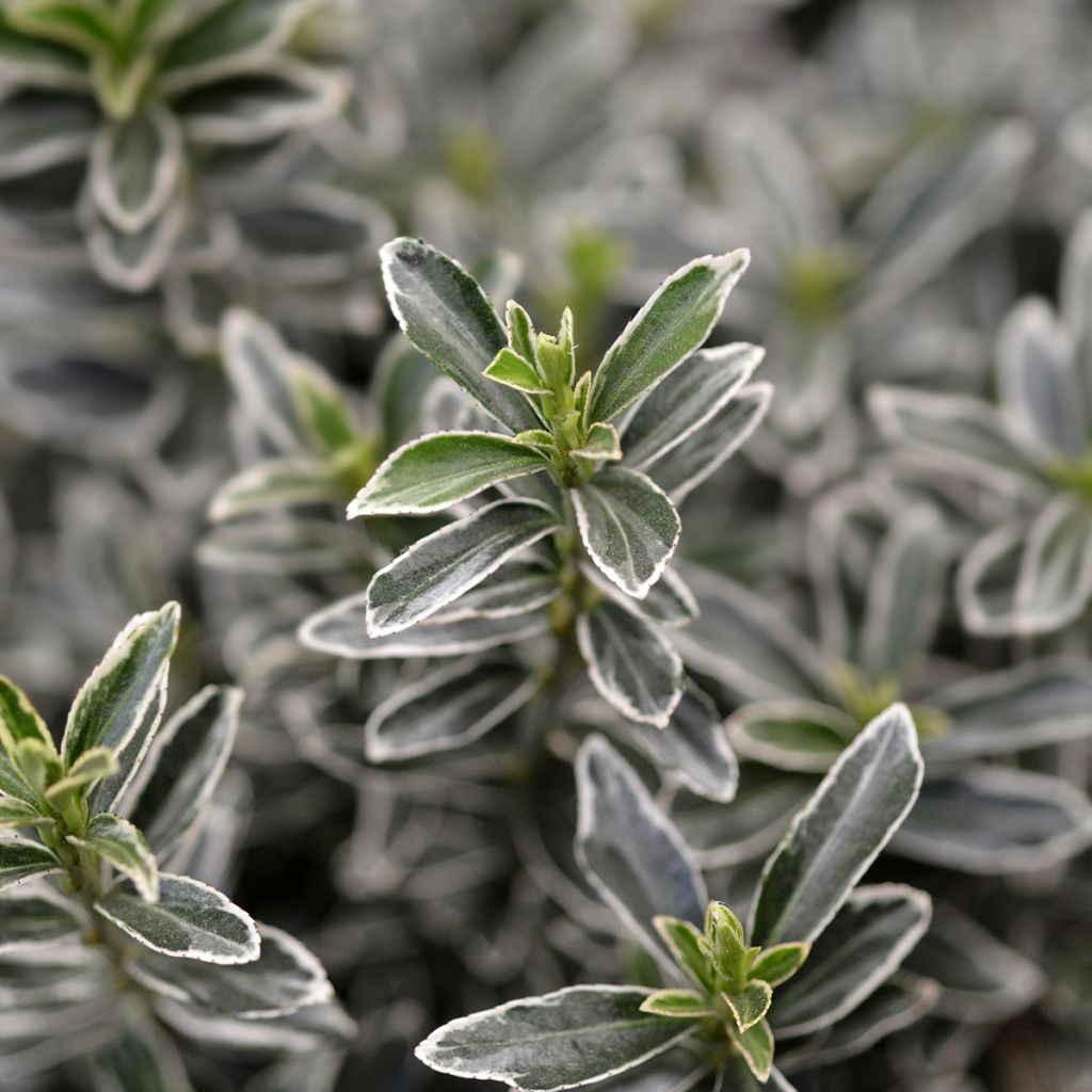 Euonymus japonicus Microphyllus Albovariegatus - Japanse kardinaalsmuts
