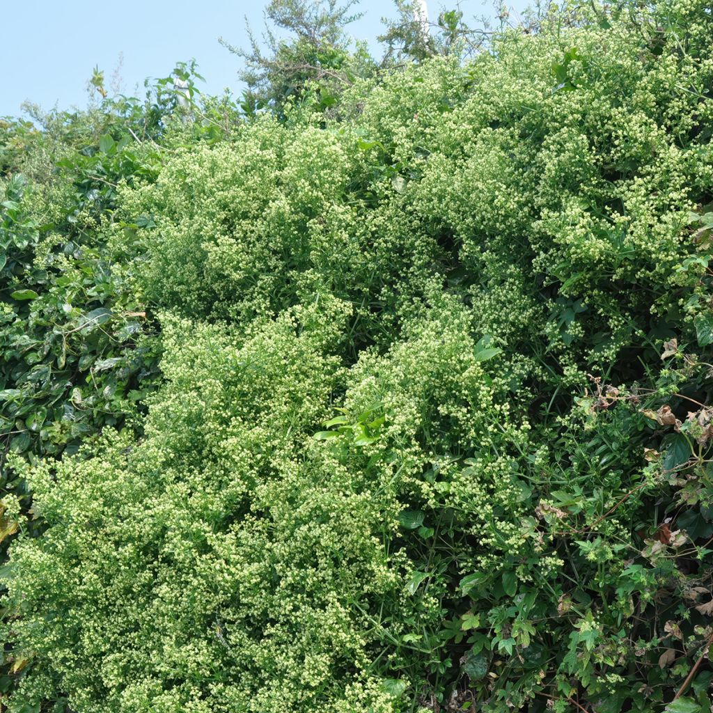 Euonymus japonicus Microphyllus - Japanse kardinaalsmuts