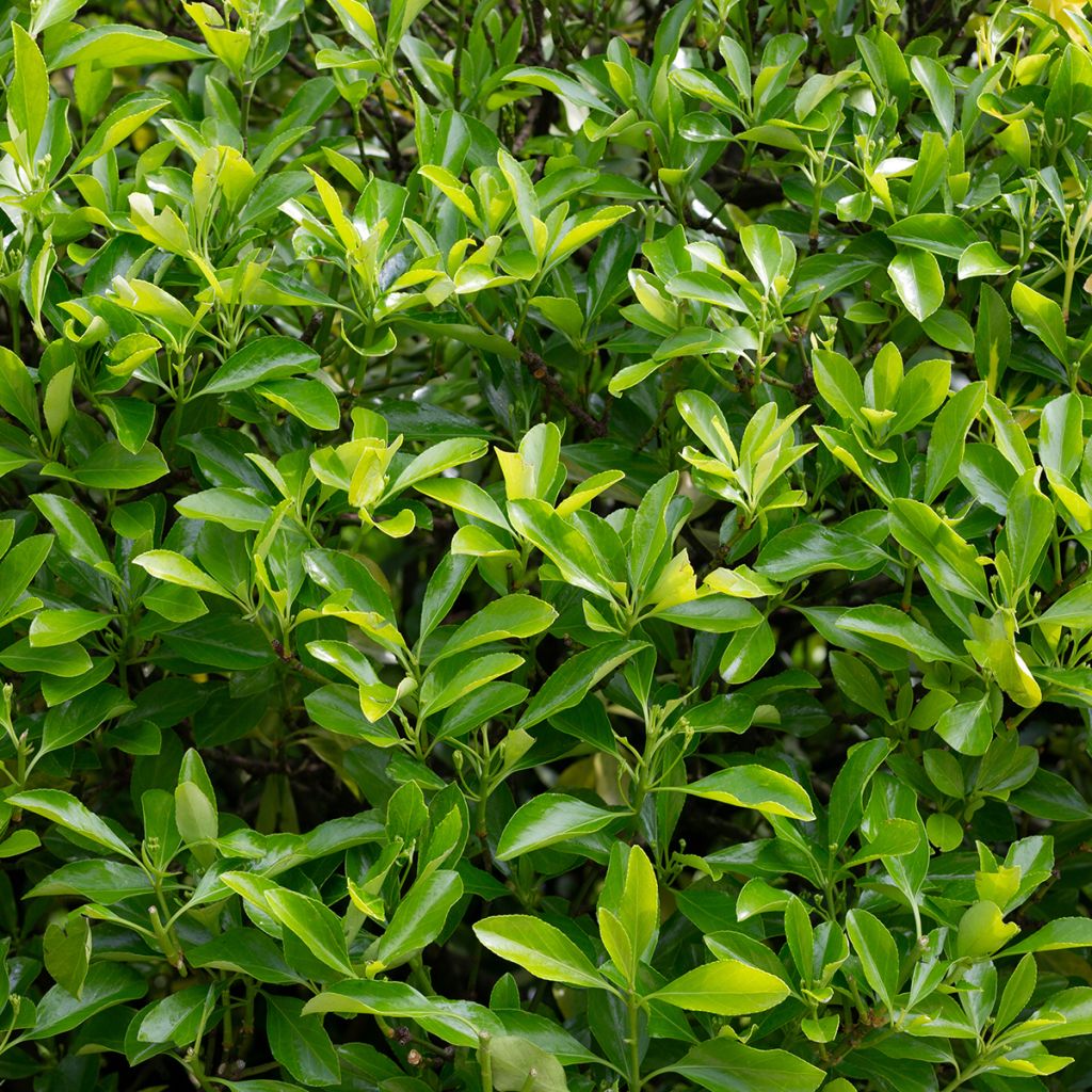 Euonymus japonicus Microphyllus - Japanse kardinaalsmuts