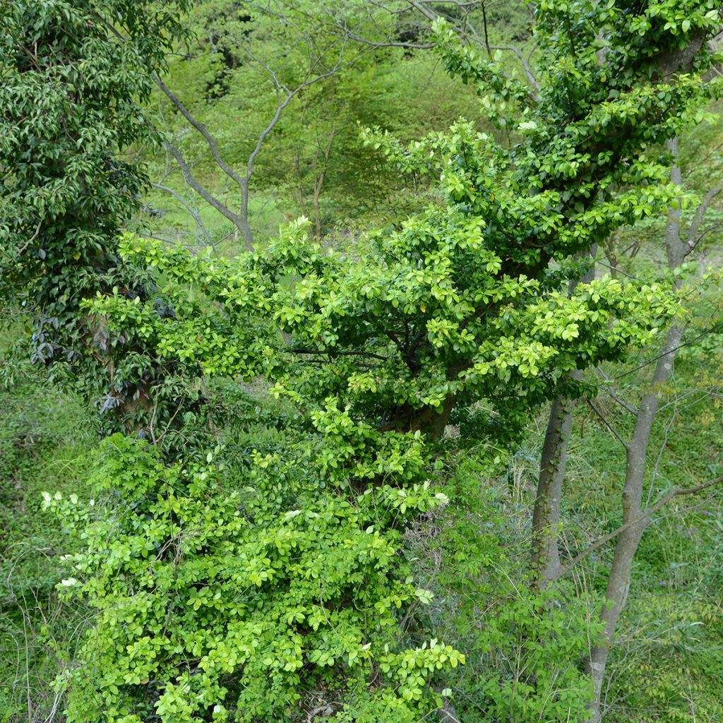 Euonymus japonicus Microphyllus - Japanse kardinaalsmuts