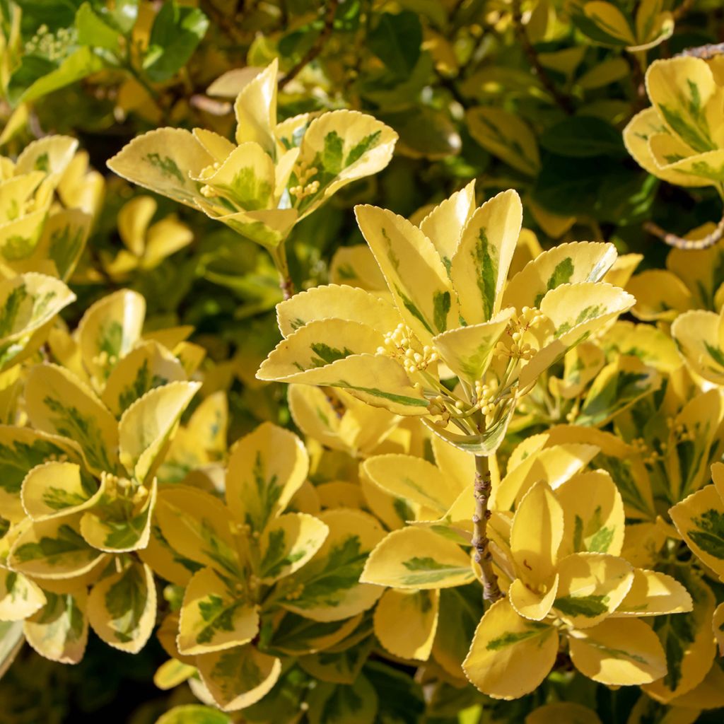 Euonymus japonicus Ovatus Aureus - Japanse kardinaalsmuts