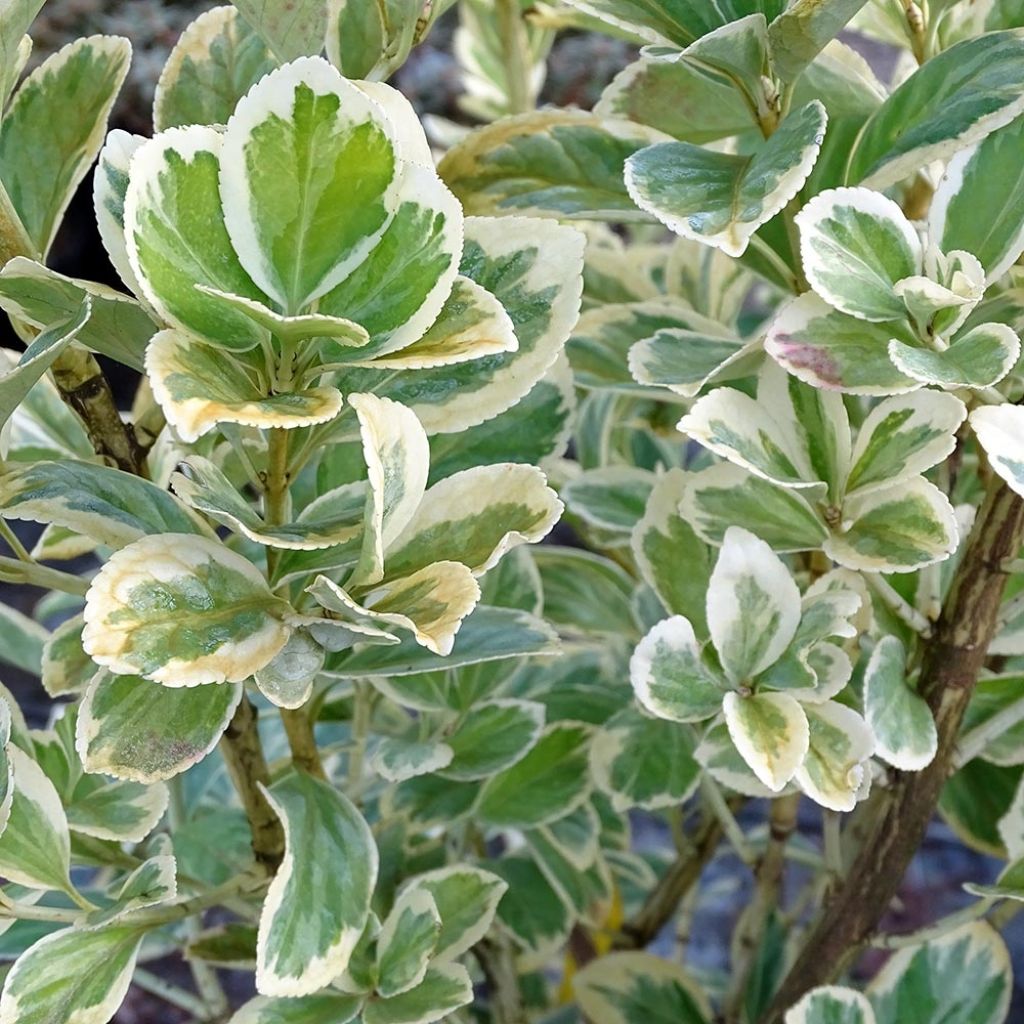 Euonymus japonicus Président Gauthier - Japanse kardinaalsmuts
