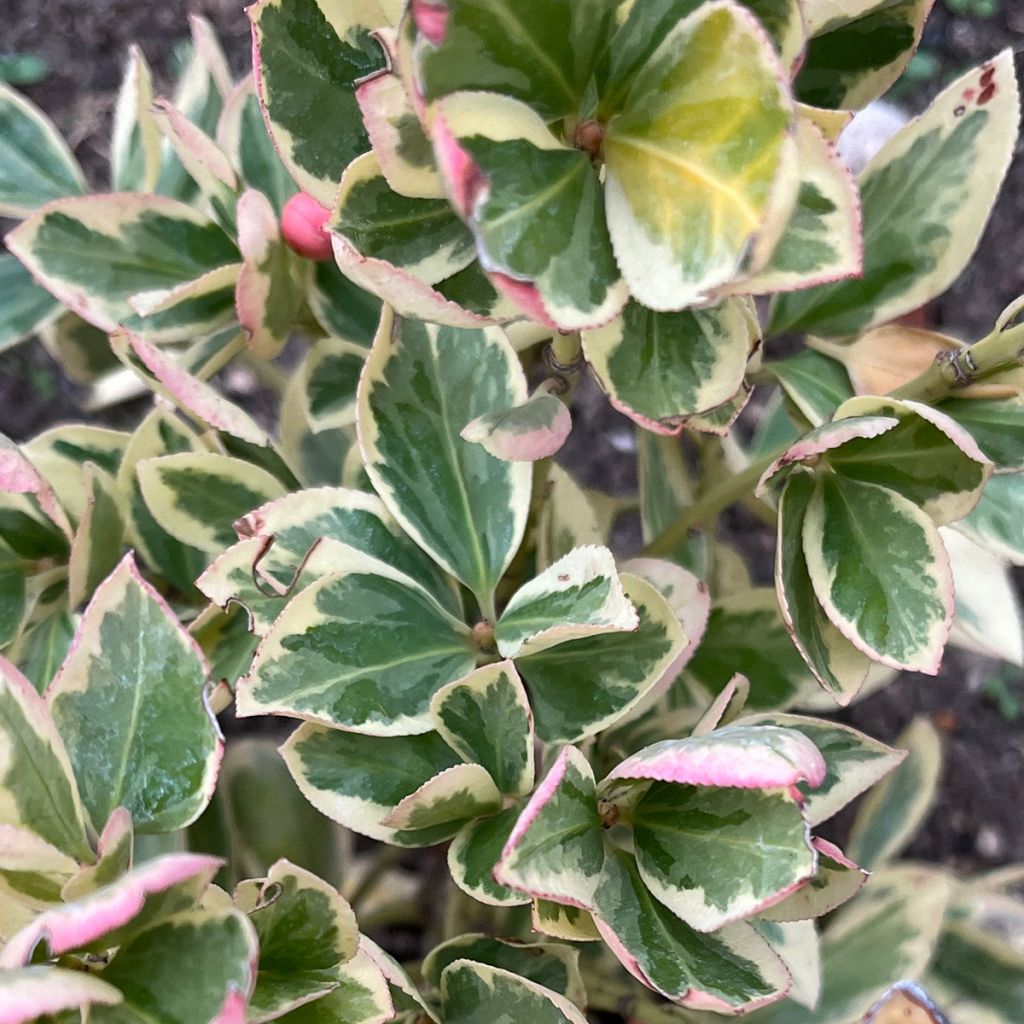 Euonymus japonicus Président Gauthier - Japanse kardinaalsmuts