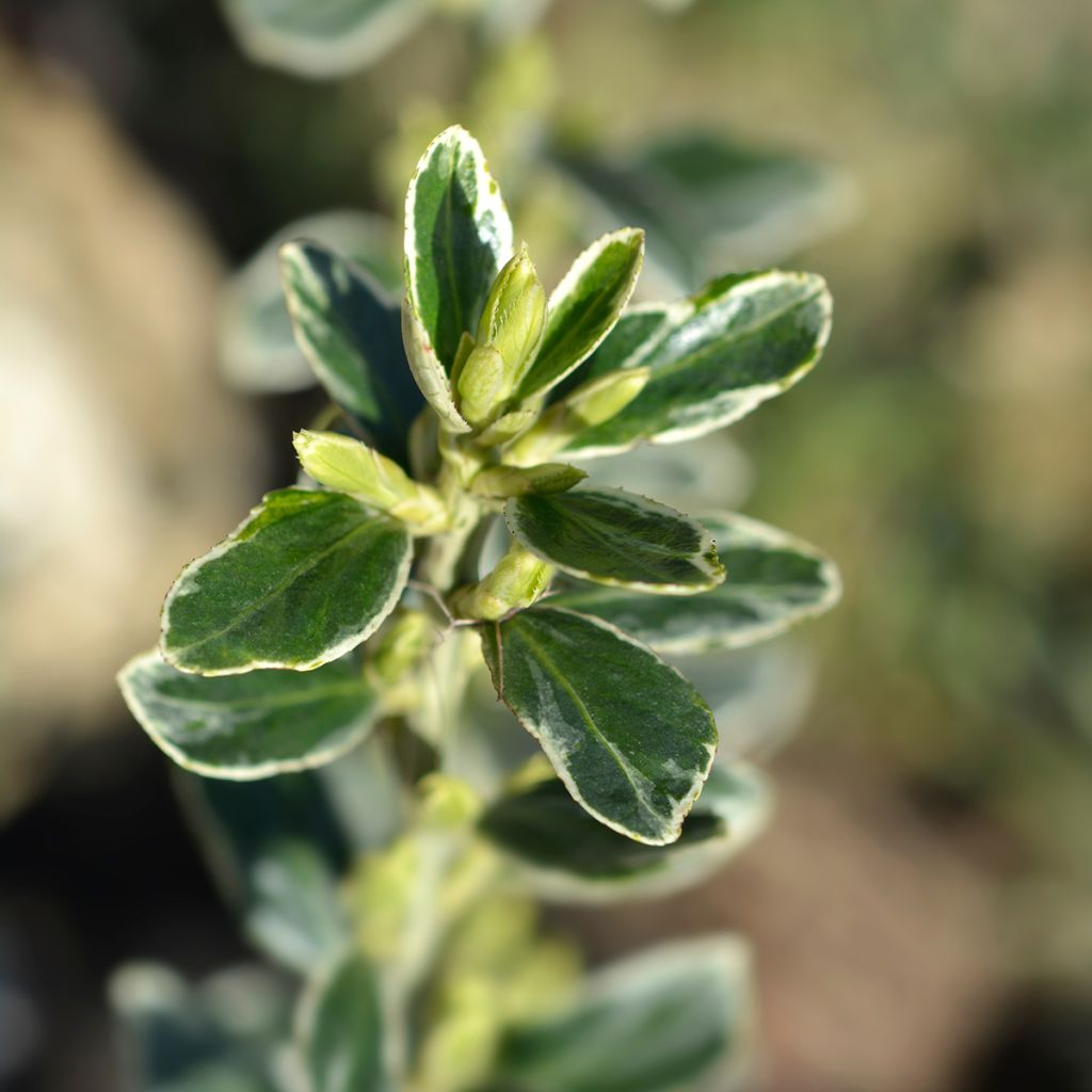 Euonymus japonicus Suzanne - Japanse kardinaalsmuts