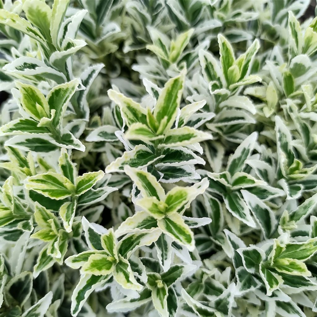 Euonymus japonicus White Spire - Japanse kardinaalsmuts
