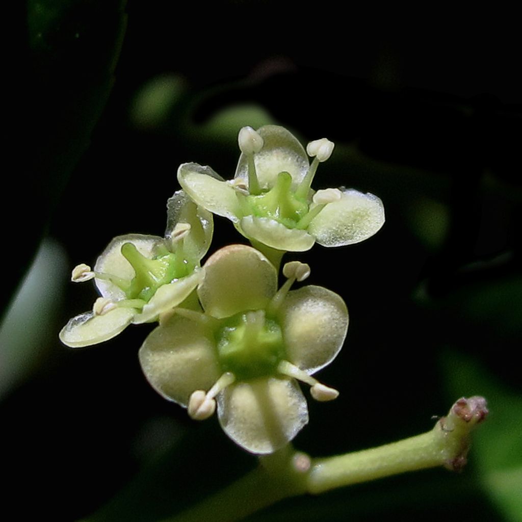 Euonymus japonicus Microphyllus - Japanse kardinaalsmuts