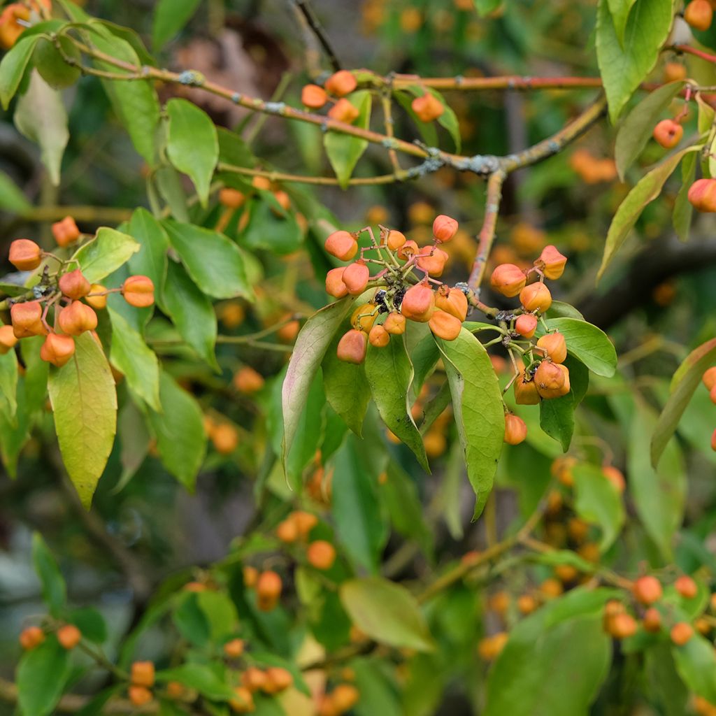 Euonymus myrianthus - Kardinaalsmuts