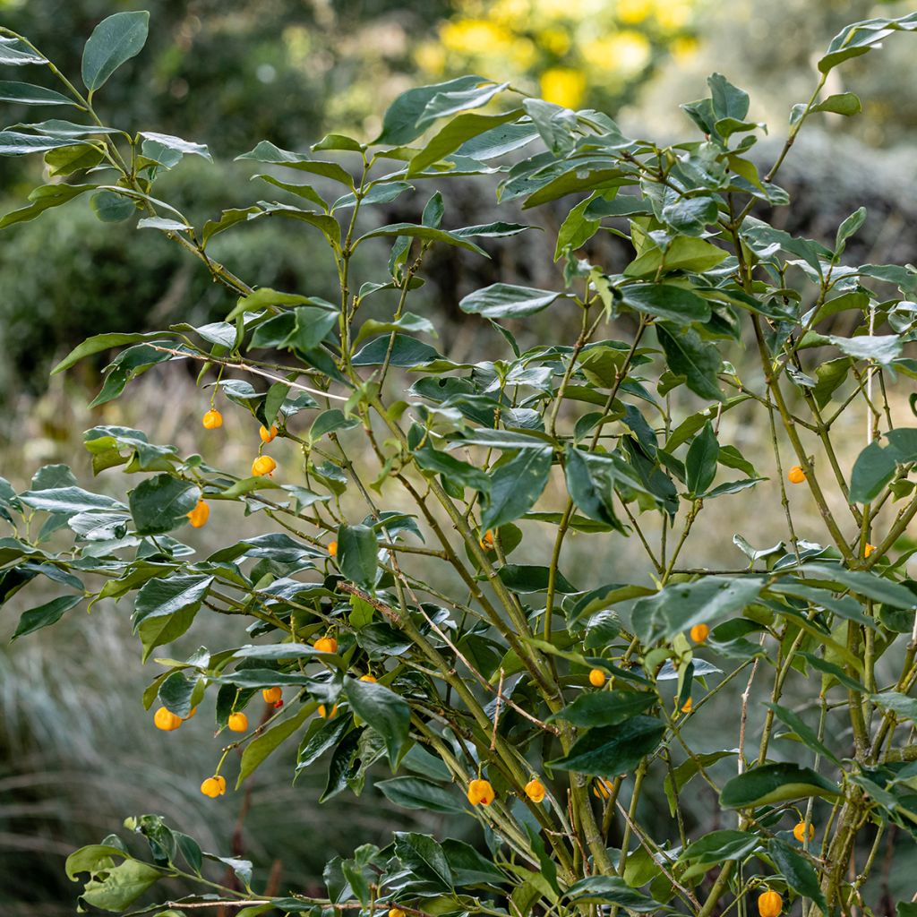 Euonymus myrianthus - Kardinaalsmuts