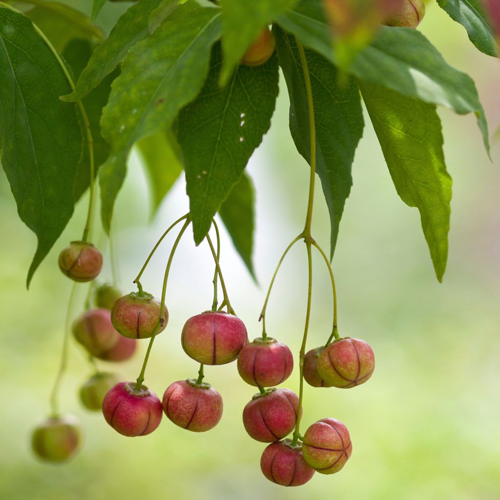 Euonymus oxyphyllus - Kardinaalsmuts