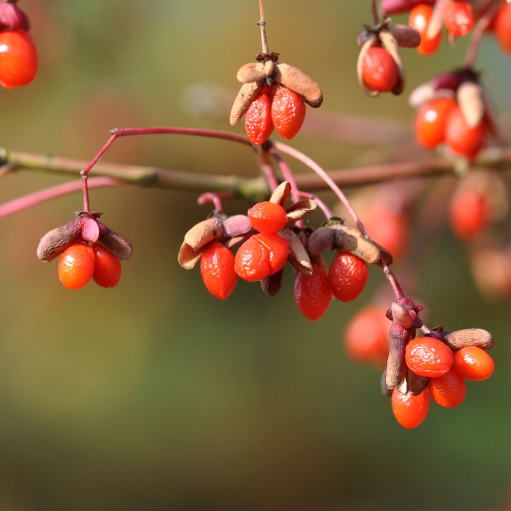 Euonymus oxyphyllus - Kardinaalsmuts
