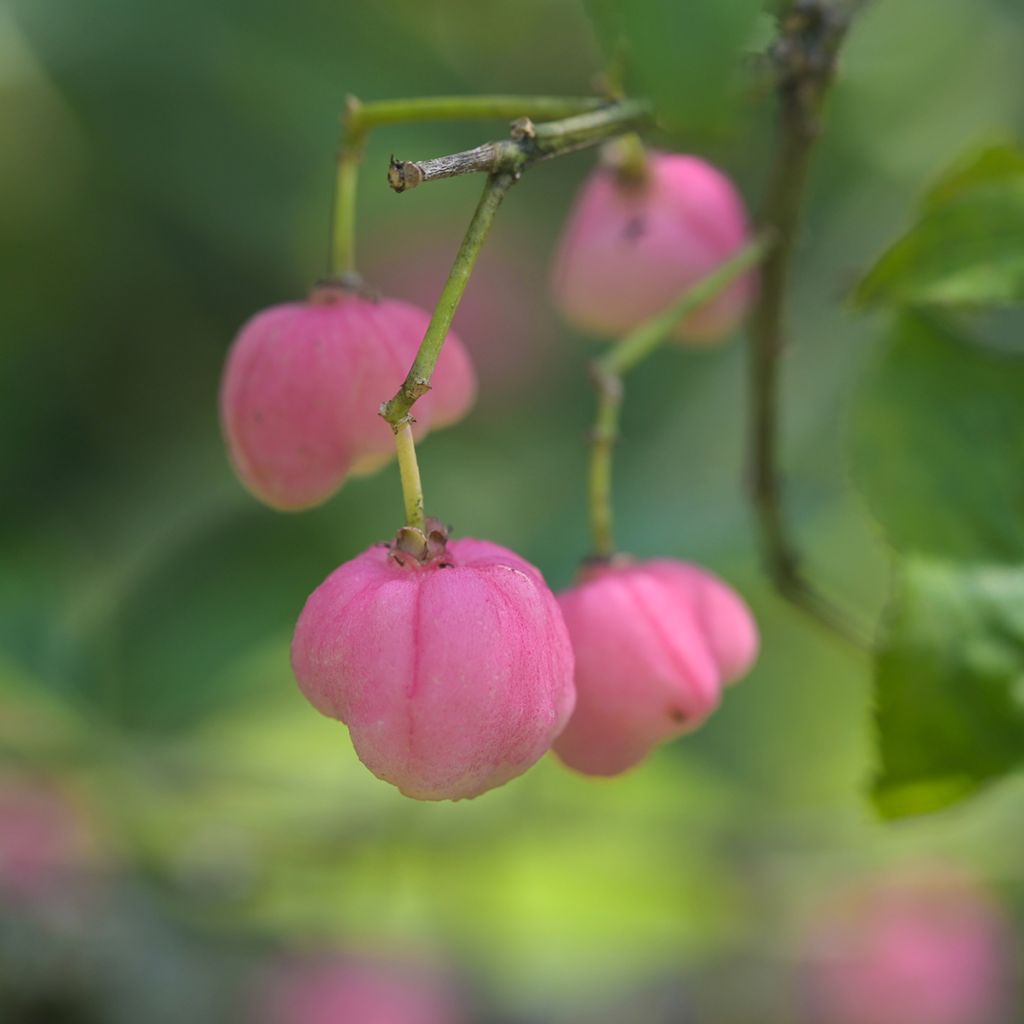 Euonymus phellomanus - Kardinaalsmuts