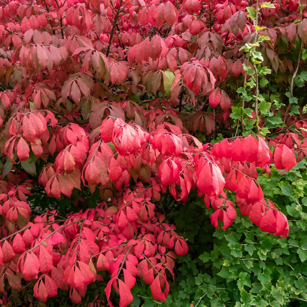 Euonymus alatus Blade Runner - Gevleugelde kardinaalsmuts
