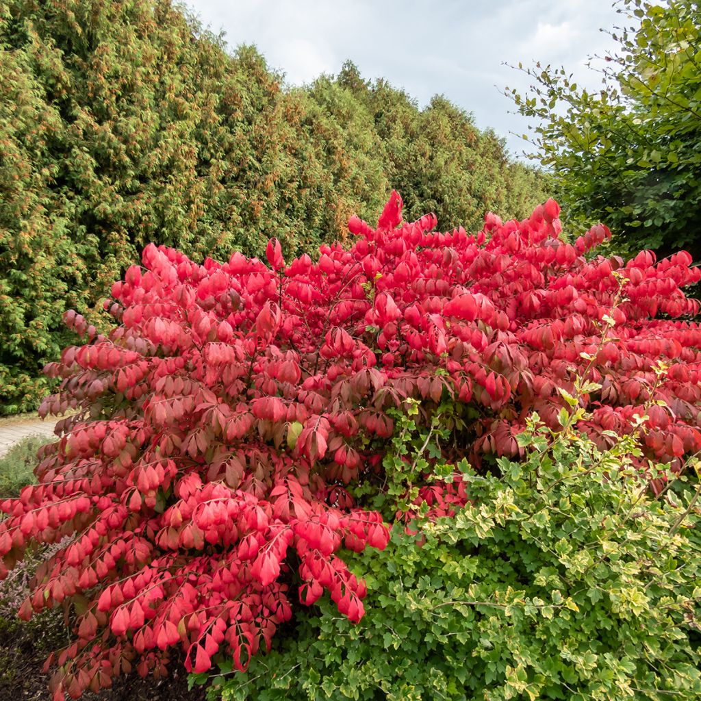 Euonymus alatus Blade Runner - Gevleugelde kardinaalsmuts