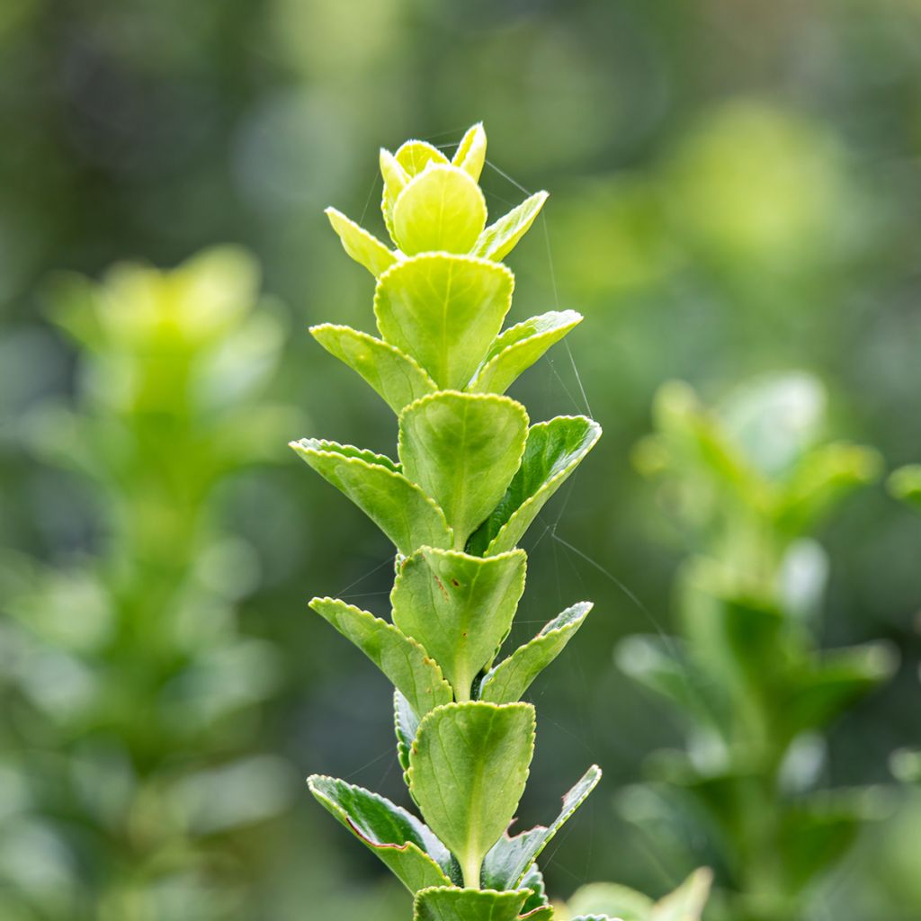Euonymus japonicus Green Rocket - Japanse kardinaalsmuts