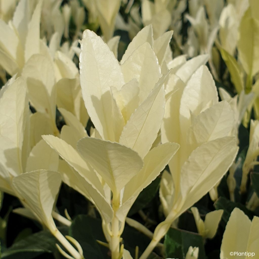 Euonymus japonicus Himalaya - Japanse kardinaalsmuts