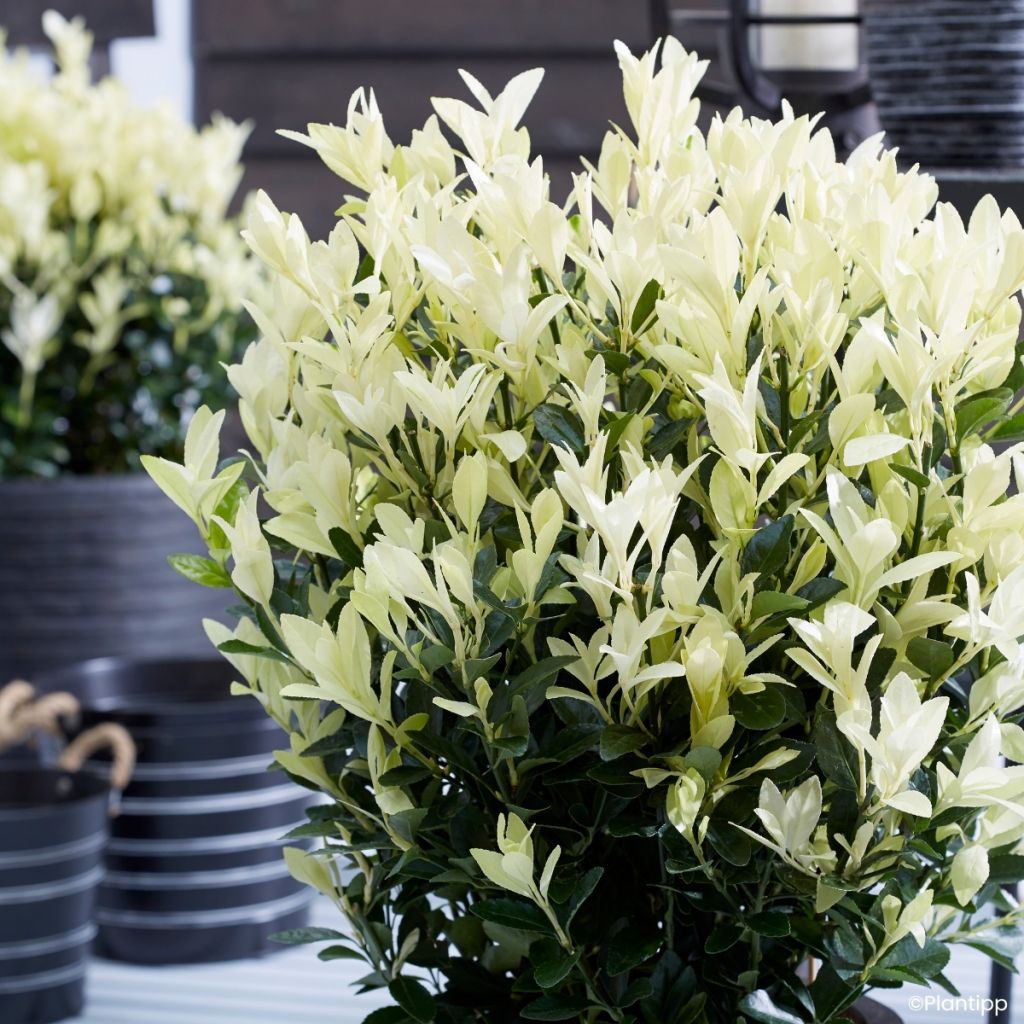Euonymus japonicus Himalaya - Japanse kardinaalsmuts