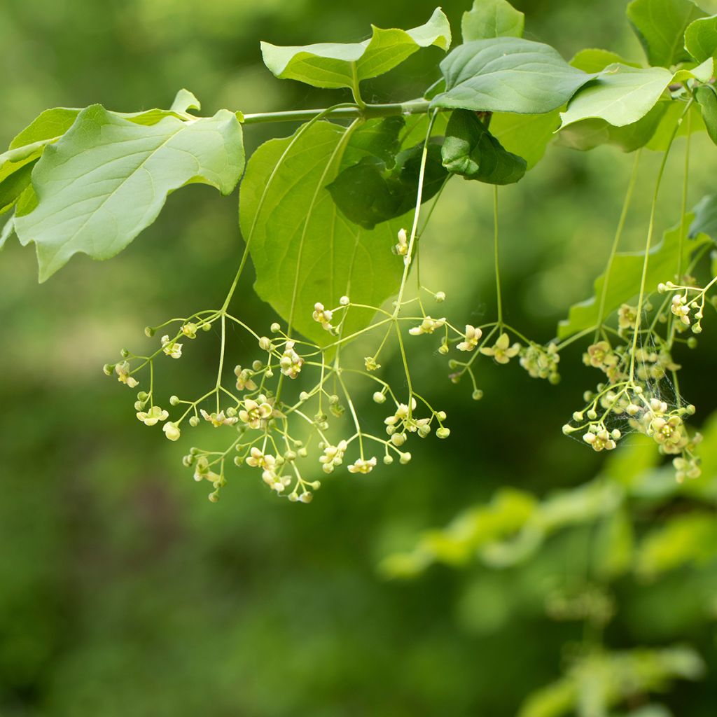 Euonymus latifolius - Brede kardinaalsmuts