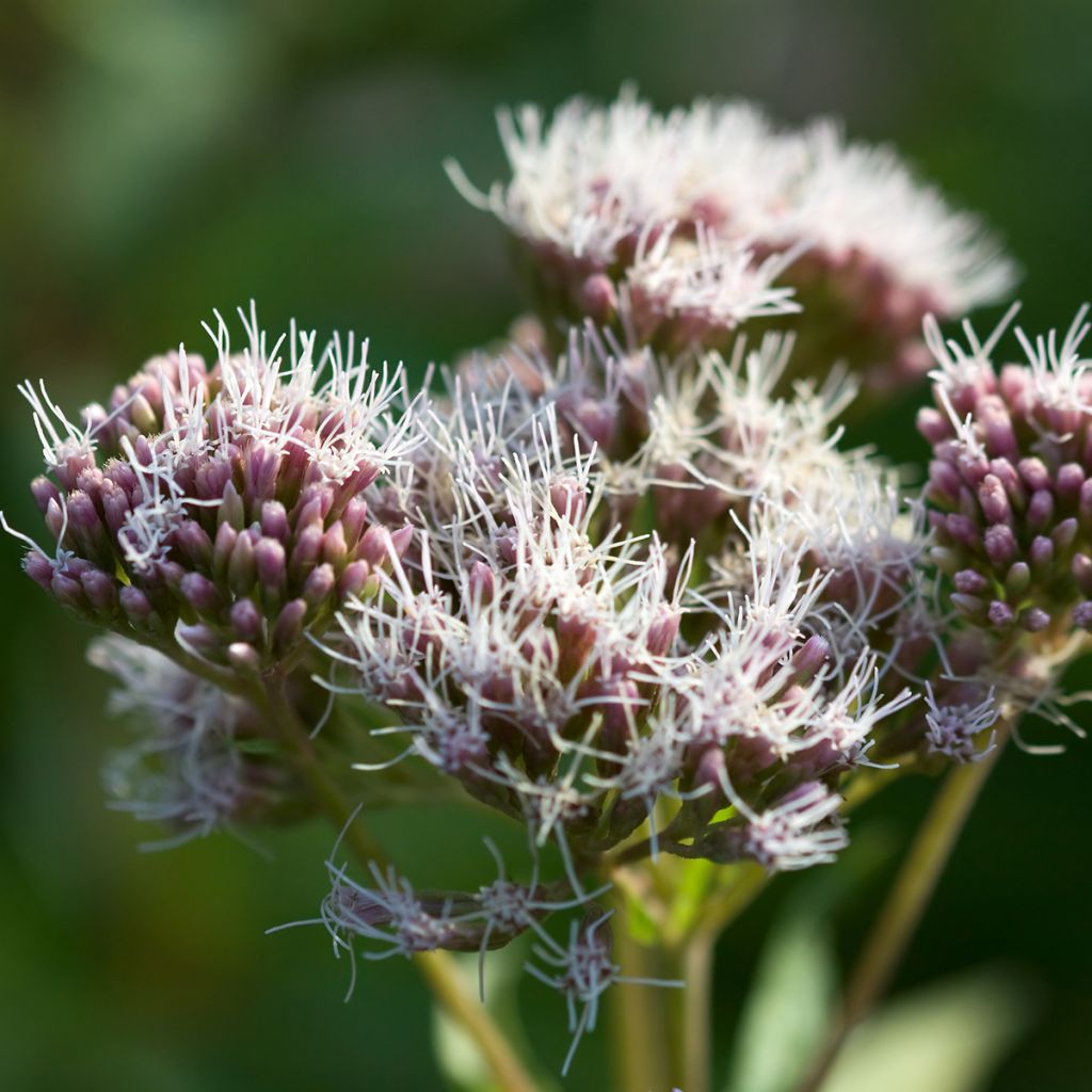 Eupatorium cannabinum Plenum - Koninginnekruid