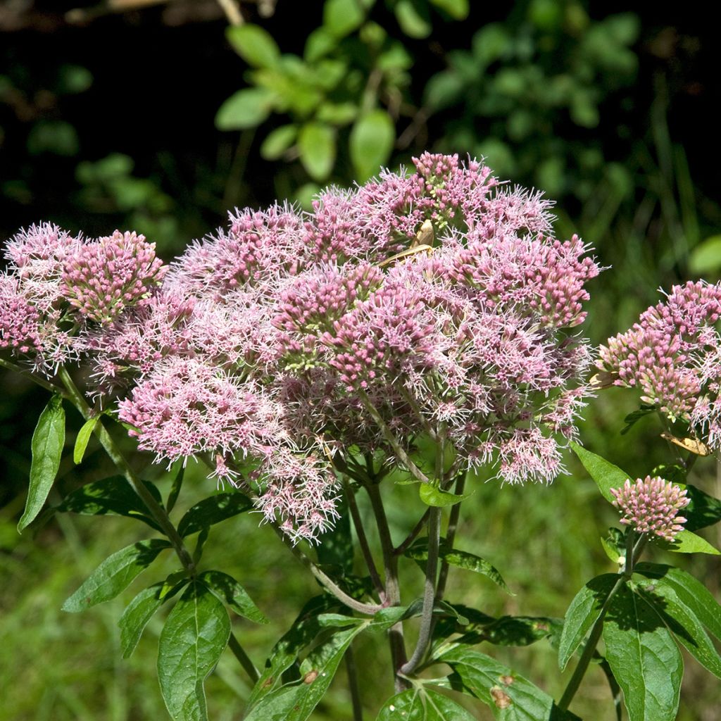 Eupatorium cannabinum Plenum - Koninginnekruid