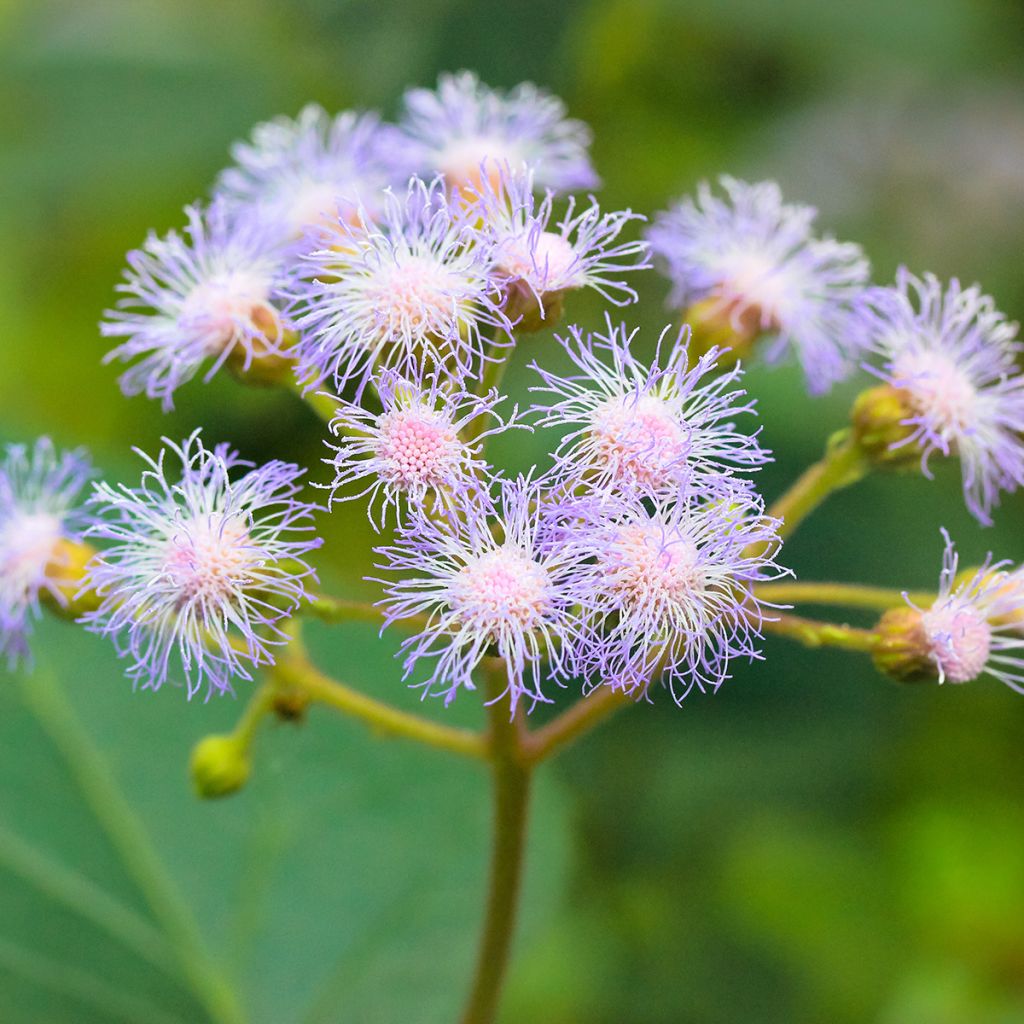 Eupatorium coelestinum - Leverkruid