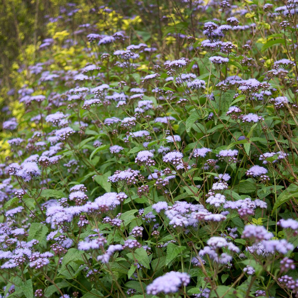 Eupatorium coelestinum - Leverkruid