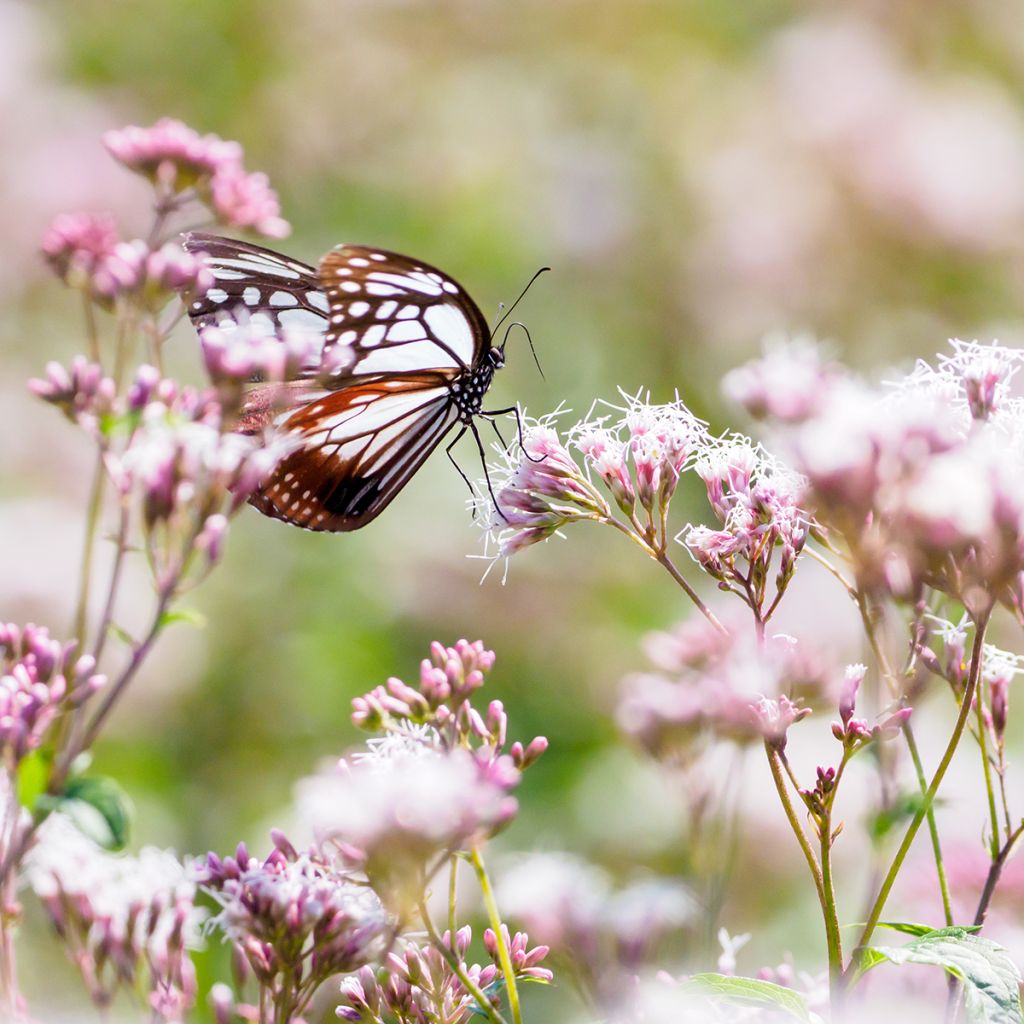Eupatorium fistulosum Atropurpureum - Koninginnekruid