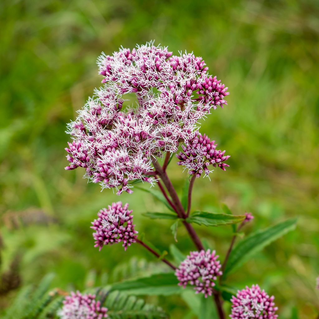 Eupatorium fistulosum Atropurpureum - Koninginnekruid