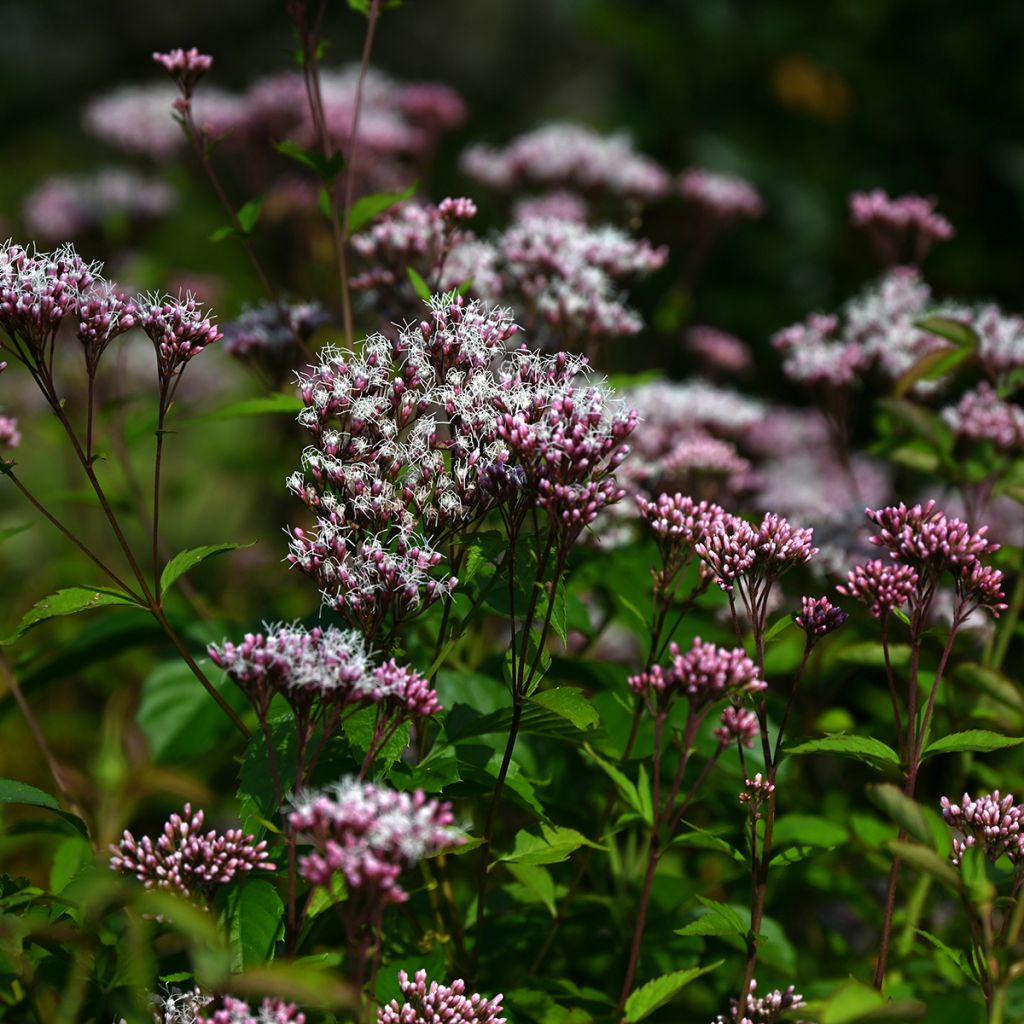 Eupatorium fistulosum Atropurpureum - Koninginnekruid