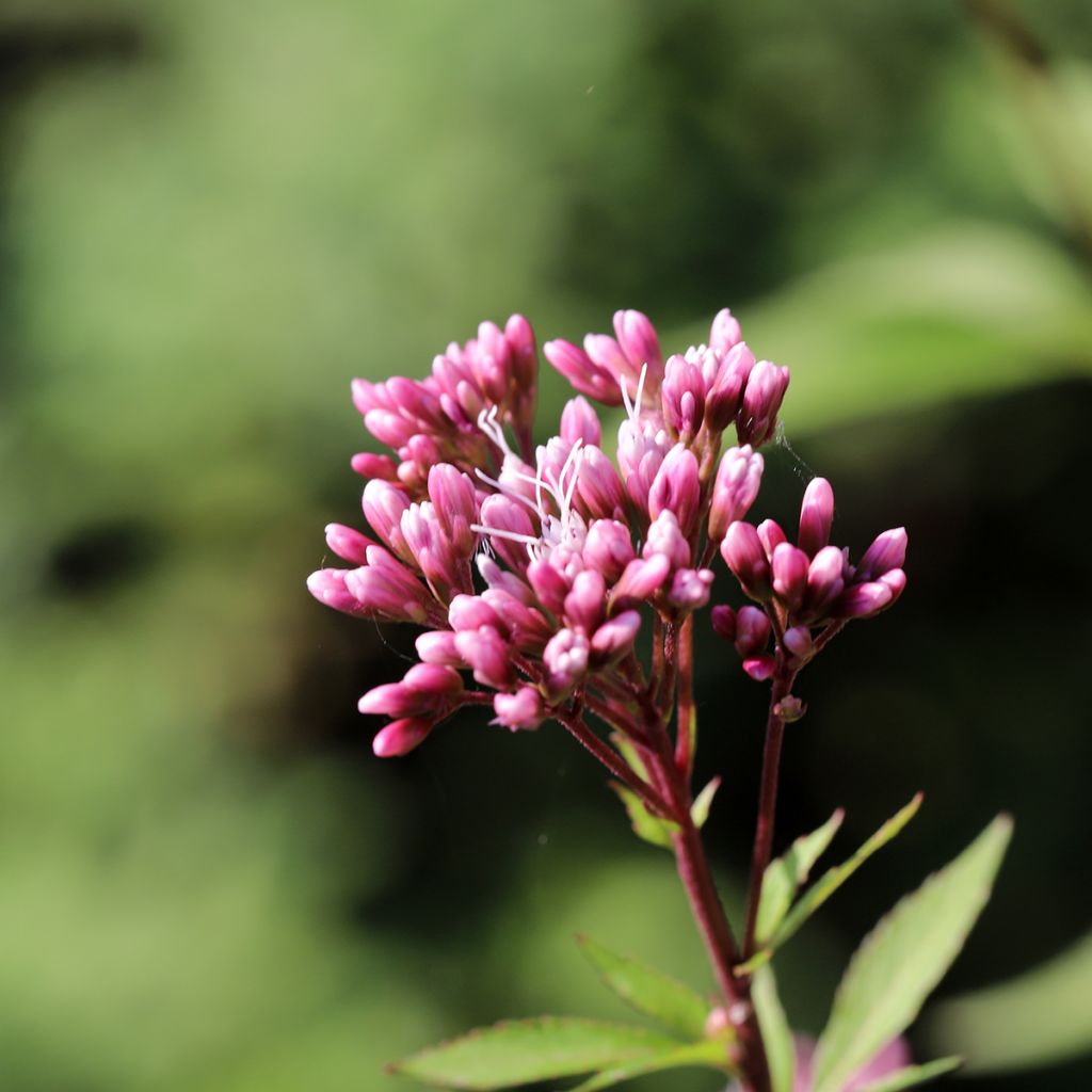 Eupatorium fistulosum Atropurpureum - Koninginnekruid
