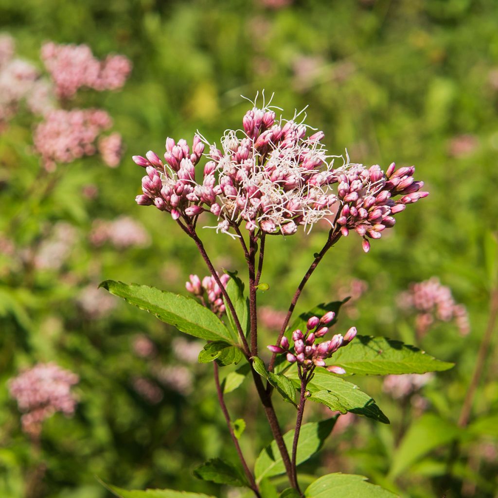 Eupatorium fistulosum Atropurpureum - Koninginnekruid