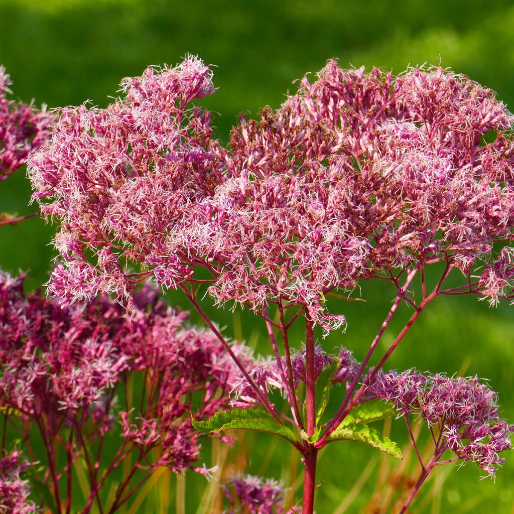 Eupatorium maculatum Atropurpureum - Koninginnenkruid