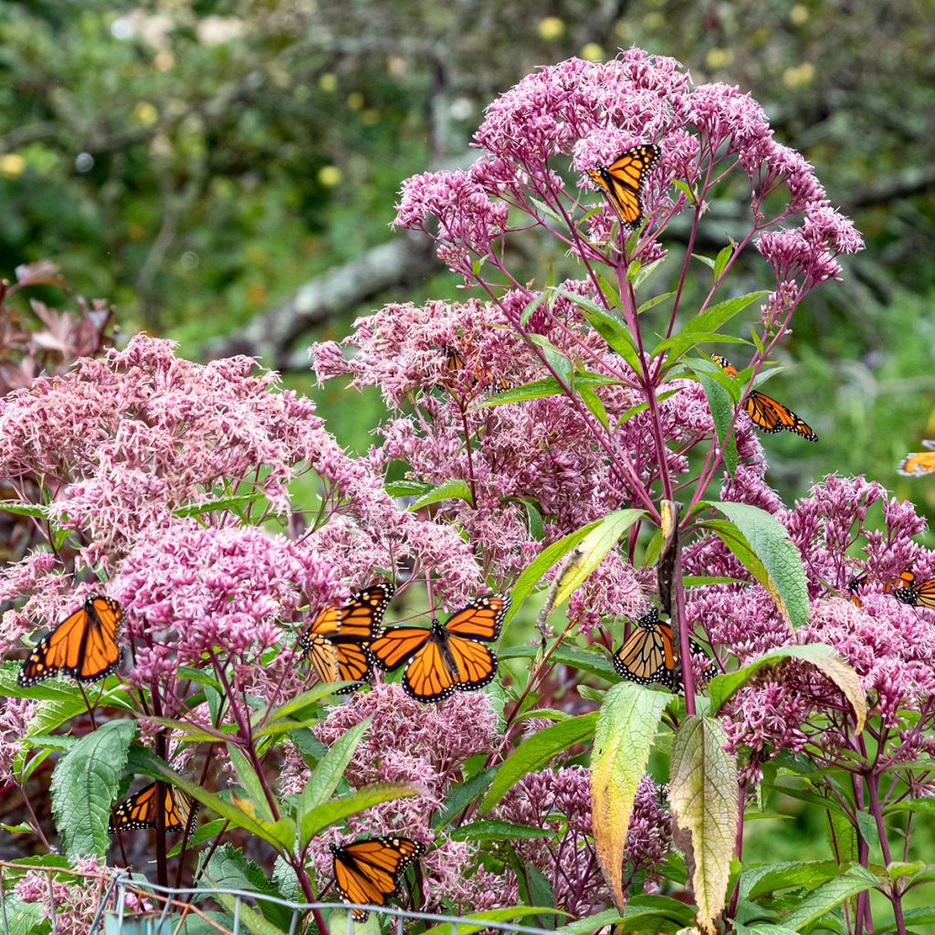 Eupatorium maculatum - Koninginnenkruid