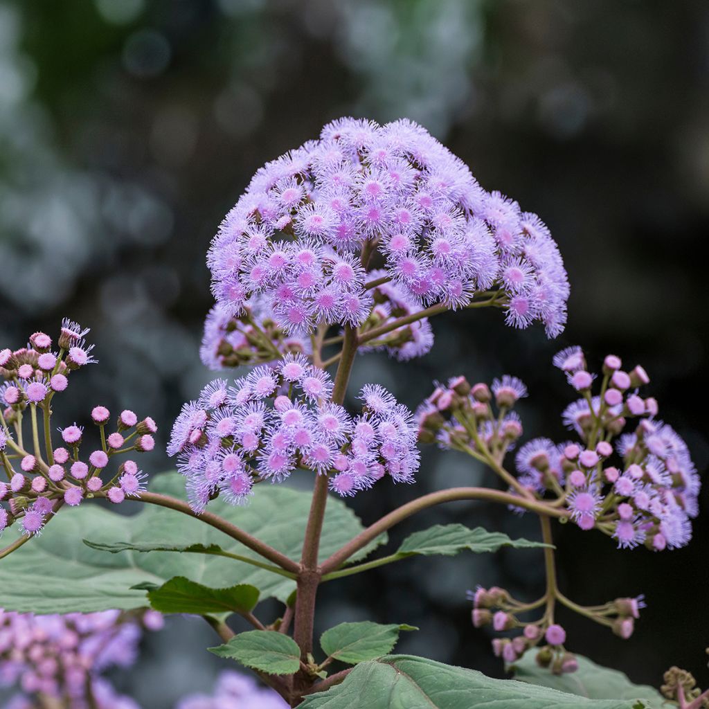 Eupatorium sordidum - Eupatoire