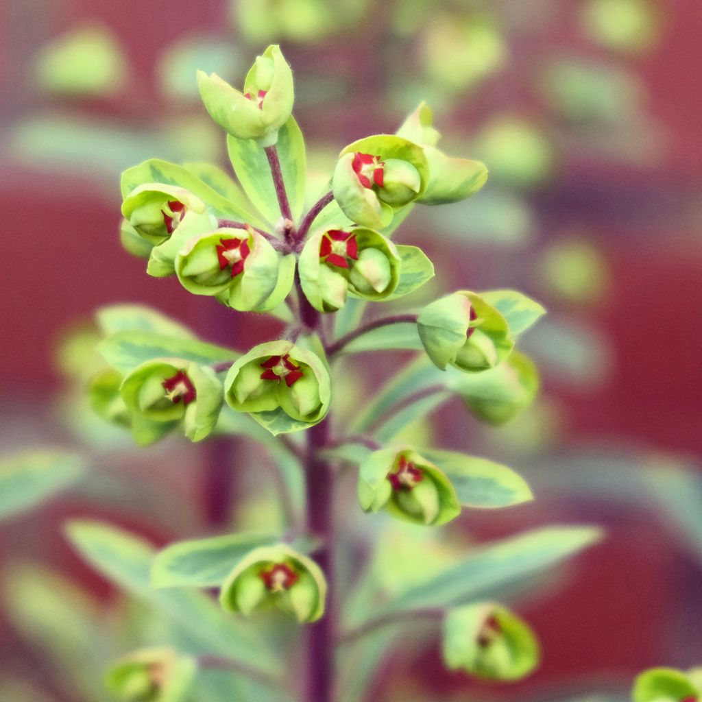 Euphorbia Ascot Rainbow - Wolfsmelk